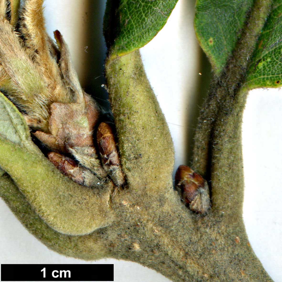 High resolution image: Family: Fagaceae - Genus: Quercus - Taxon: dentataSpeciesSubType: Intraspecific - SpeciesSub: subsp. yunnanensis